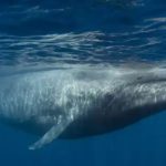 Blue whale breaching ocean surface under a quiet sky