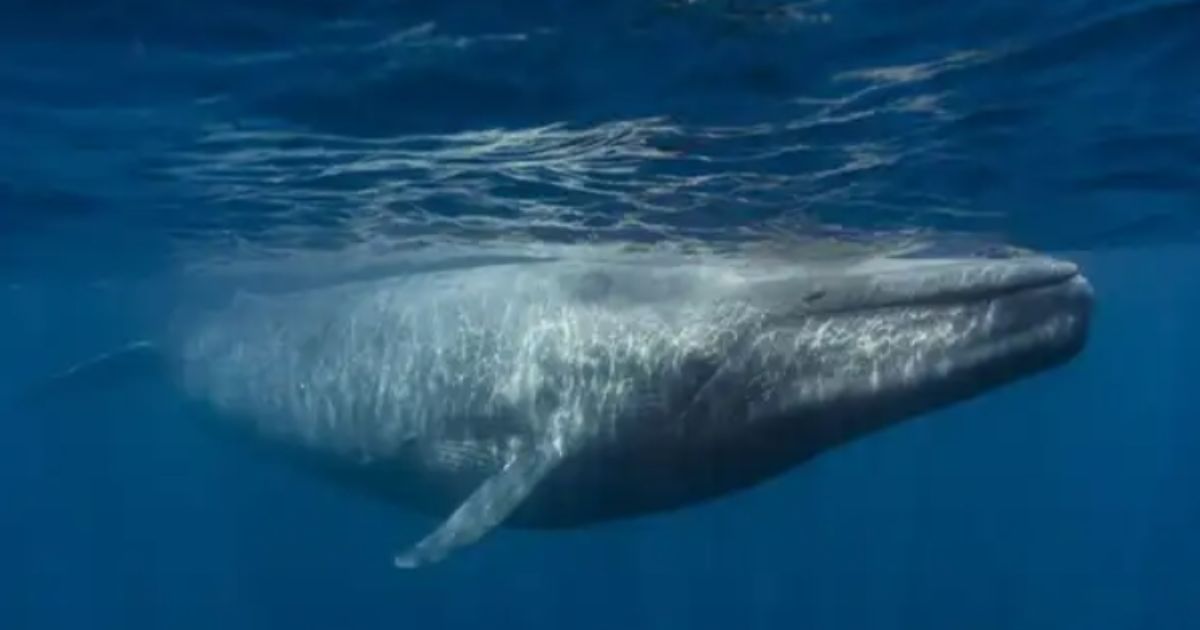 Blue whale breaching ocean surface under a quiet sky