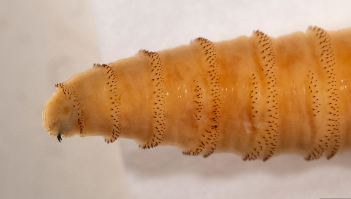 Close-up of a screwworm fly with metallic body and orange eyes on a fence post