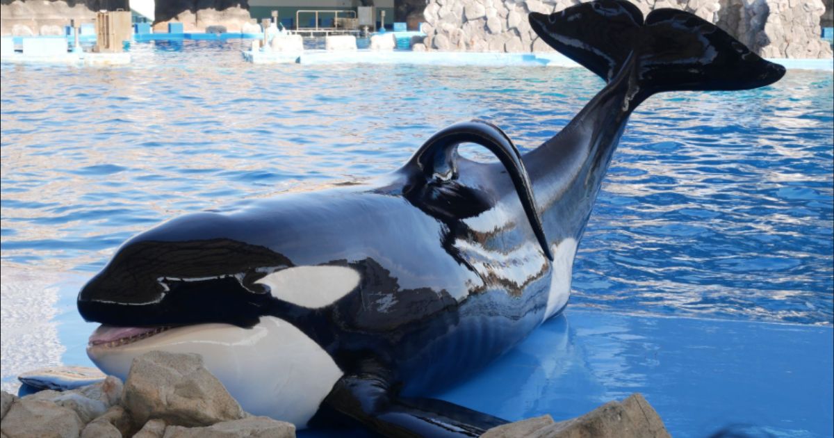 Jessica during an orca encounter in 2025 that went viral