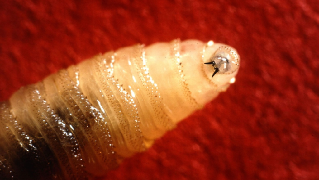 Close-up of a screwworm fly with metallic body and orange eyes on a fence post